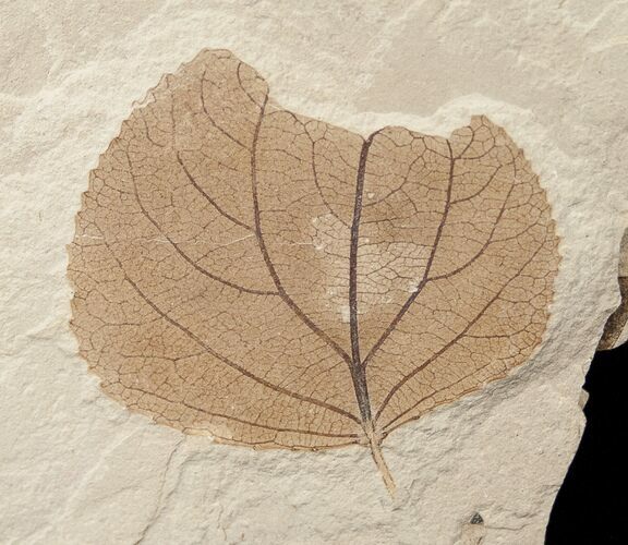 Beautiful Fossil Populus (Poplar) Leaf - Green River Formation #16395